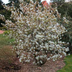 amelanchier canadensis